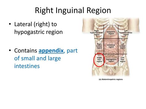 right inguinal area